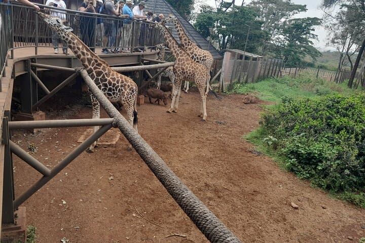 Giraffe Centre Guided Tour Nairobi - Meet Rothschild's Giraffes photo 6