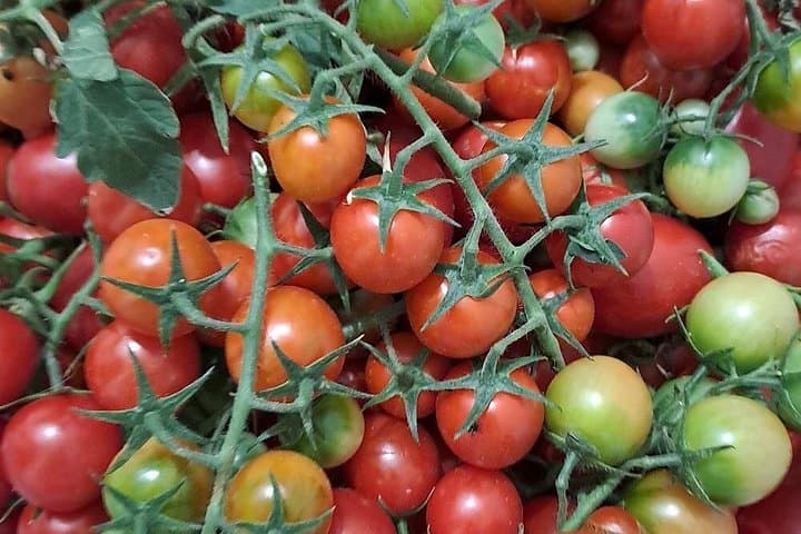 Hike and Dinner in Positano: Walk Amalfi Coast Trails and Taste Ancient Flavors photo 2
