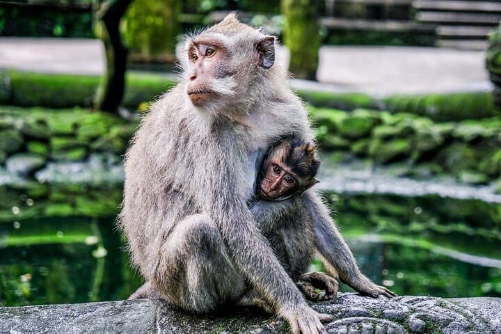 Private Ubud Day Tour and Balinese Cooking Class — Monkey Forest, Goa Gajah & Tegenungan photo 4