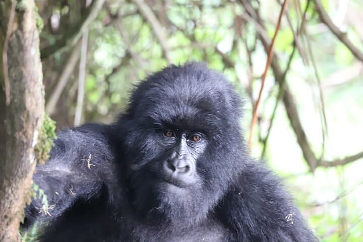 2-Day Private Gorilla Trek from Kigali to Bwindi: Intimate Mountain-Gorilla Encounters & Community Visits