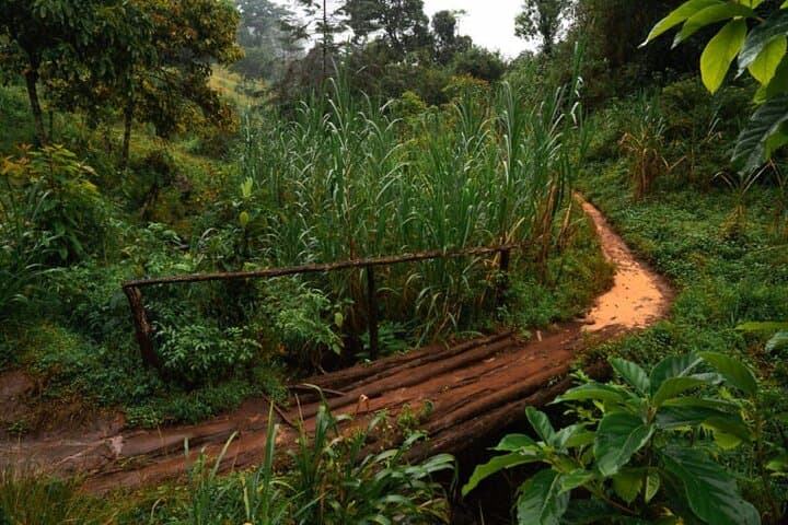 Materuni Waterfall Hike & Coffee Tour — Day Hike and Coffee Experience from Moshi photo 3