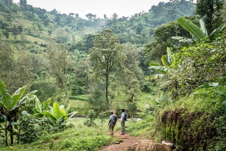 Materuni Waterfall Hike & Coffee Tour — Day Hike and Coffee Experience from Moshi photo 5