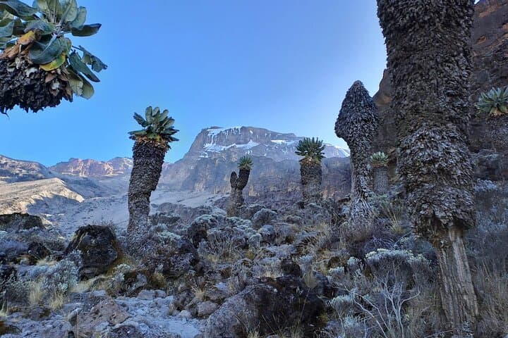 7-Day Machame Route Kilimanjaro Climb — Complete Guide & Practical Tips photo 3