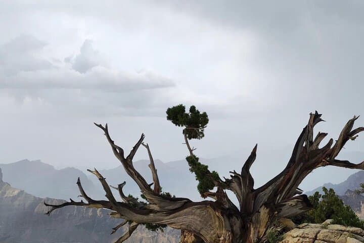 Al Hamra & Jebel Shams Day Tour from Muscat — Heritage Village, Mountain Oasis & Grand Canyon Views photo 2