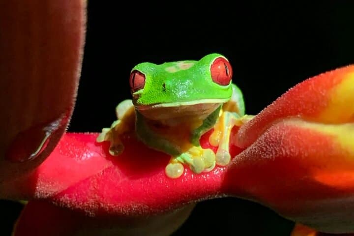 Manuel Antonio Night Walk: Shared Forest Wildlife Tour in Quepos