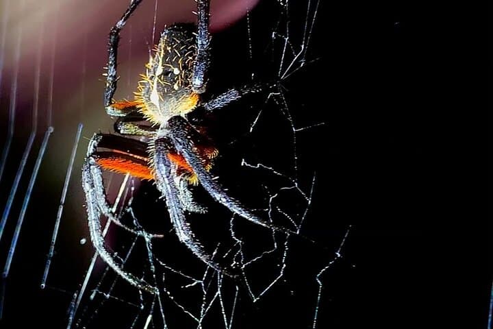 Manuel Antonio Night Walk: Shared Forest Wildlife Tour in Quepos photo 2