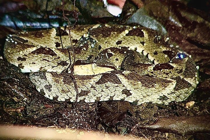 Manuel Antonio Night Walk: Shared Forest Wildlife Tour in Quepos photo 3