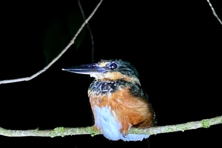 Manuel Antonio Night Walk: Shared Forest Wildlife Tour in Quepos photo 4