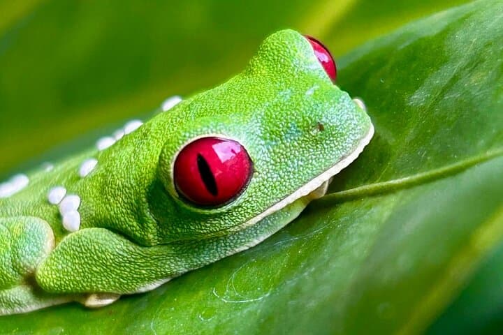 Manuel Antonio Night Walk: Shared Forest Wildlife Tour in Quepos photo 5