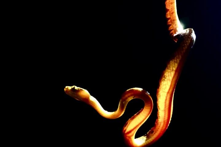 Manuel Antonio Night Walk: Shared Forest Wildlife Tour in Quepos photo 6
