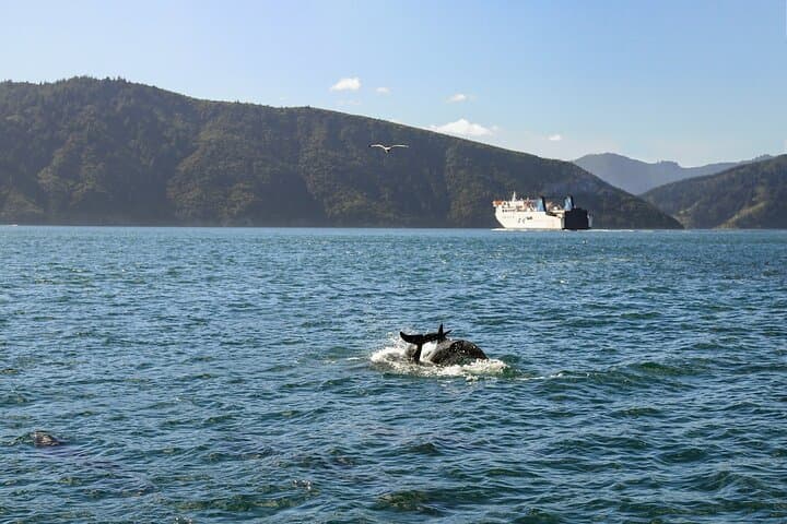 InterIslander Ferry Picton to Wellington: Scenic Cook Strait Crossing photo 4