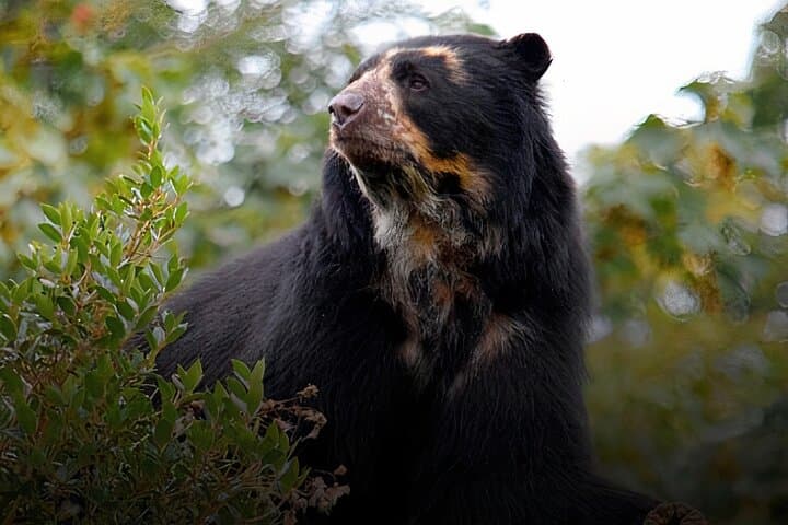 Spectacled Bear Watch in Pimampiro: Private Conservation Tour in Northern Imbabura photo 2