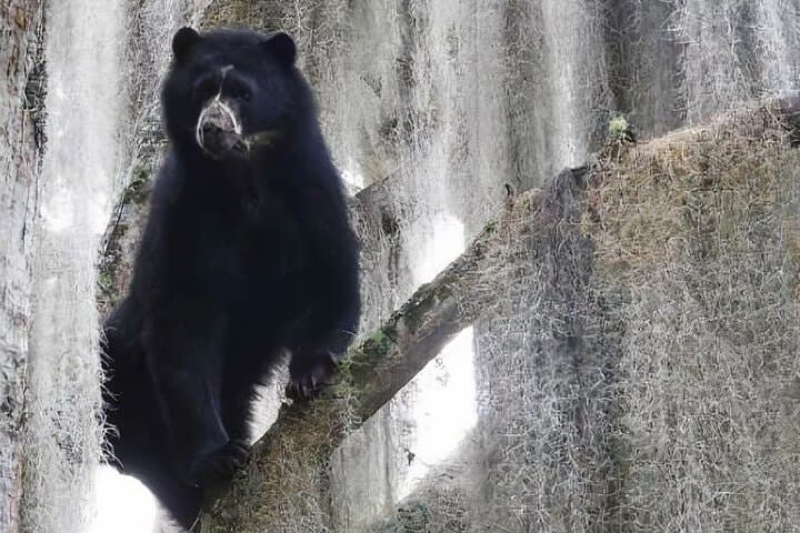 Spectacled Bear Watch in Pimampiro: Private Conservation Tour in Northern Imbabura photo 4