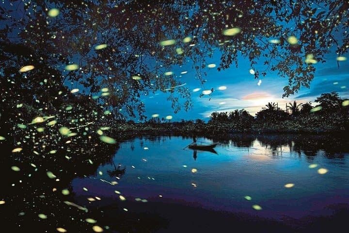 Kuala Sepetang Mangrove & Firefly Tour: Charcoal Factory, Birding & Night Boat Ride