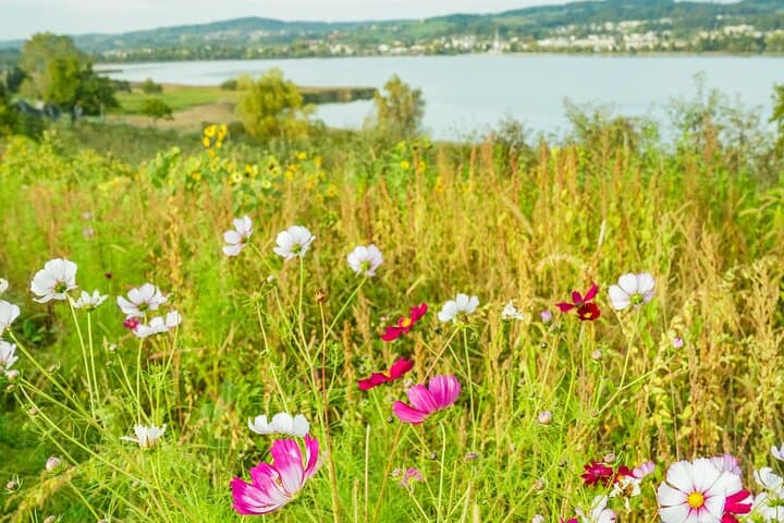 Zurich Farm Escape: Lake Pfäffikersee & Juckerhof Half‑Day Private Tour photo 4