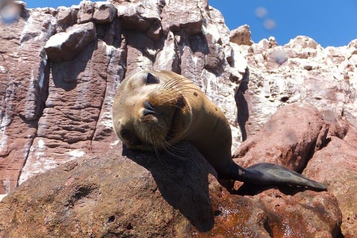 Swim with Sea Lions in La Paz — Snorkel Espíritu Santo & Los Islotes photo 2