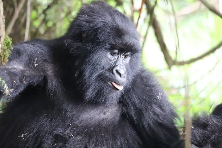 2-Day Private Gorilla Trek from Kigali to Bwindi: Intimate Mountain-Gorilla Encounters & Community Visits photo 2