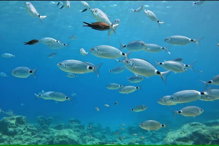 Discover SCUBA Diving in Pissouri Bay: Introductory Dives off Limassol photo 3