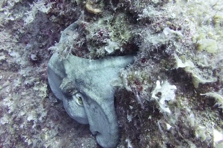 Discover SCUBA Diving in Pissouri Bay: Introductory Dives off Limassol photo 5