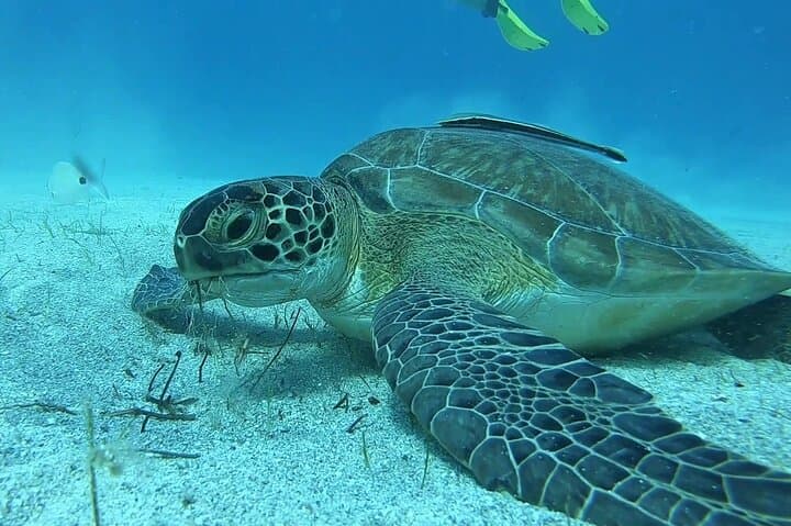 Discover SCUBA Diving in Pissouri Bay: Introductory Dives off Limassol