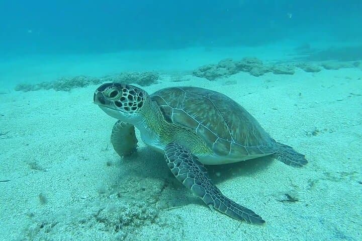 Discover SCUBA Diving in Pissouri Bay: Introductory Dives off Limassol photo 2
