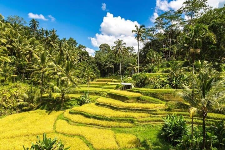 Private All-Inclusive Bali Cultural & Kintamani Day Tour photo 6