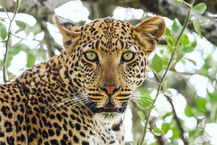 2-Day Safari: Tarangire and Ngorongoro Crater Wildlife Experience