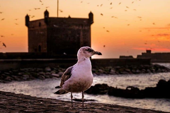 Essaouira Day Trip from Marrakech: Coastal Medina, Argan Stops & Windy Beaches photo 2