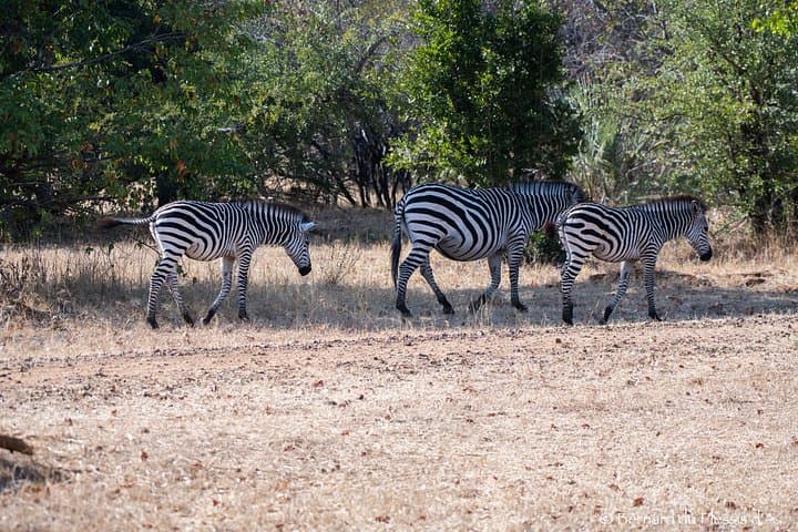 Up Close with Zambia's White Rhinos: Private Game Drive in Mosi-oa-Tunya photo 3