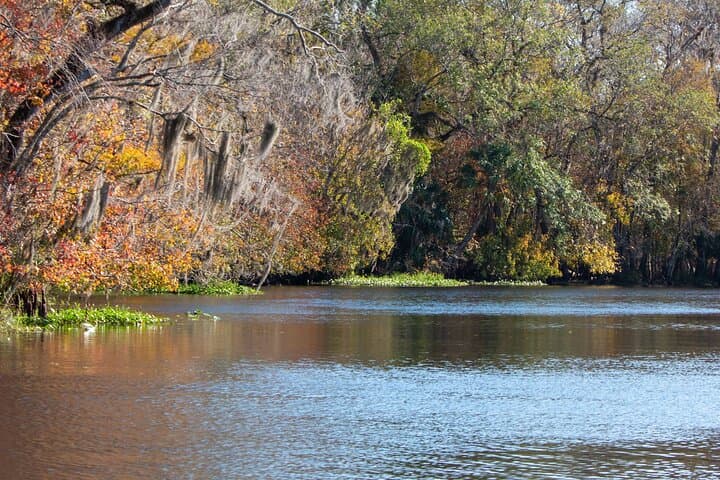 Explore Wildlife and History on the St. Johns River Cruise at Blue Spring State Park photo 4