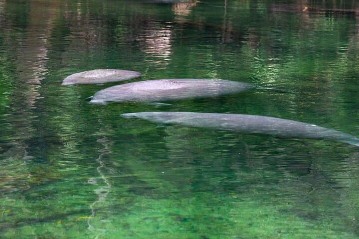 Explore Wildlife and History on the St. Johns River Cruise at Blue Spring State Park photo 2