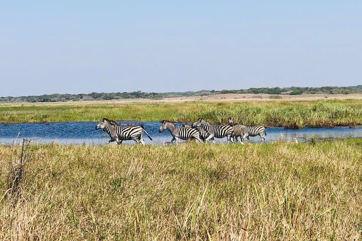 2-Day Maputo National Park Safari & Beach Camping in Maputo Special Reserve photo 6