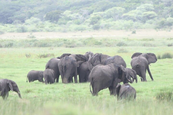 2-Day Maputo National Park Safari & Beach Camping in Maputo Special Reserve photo 5