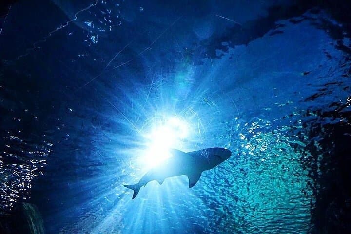 Sea Life Bangkok Ocean World Tickets & Visitor Guide photo 4