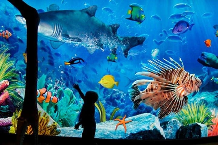 Sea Life Bangkok Ocean World Tickets & Visitor Guide