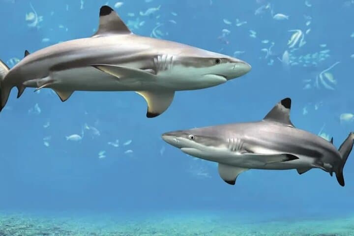Sea Life Bangkok Ocean World Tickets & Visitor Guide photo 6