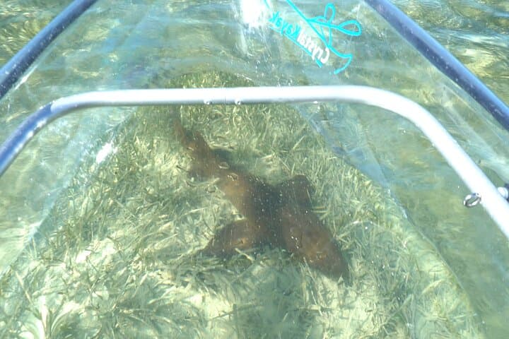Clear Kayak Eco-Tour at Sugarloaf Key — See Florida Keys Marine Life photo 3
