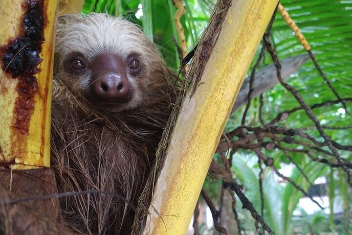 Punta Uva Kayak and Sloth-Watching Tour — River Paddles & Jungle Hikes in Costa Rica photo 1