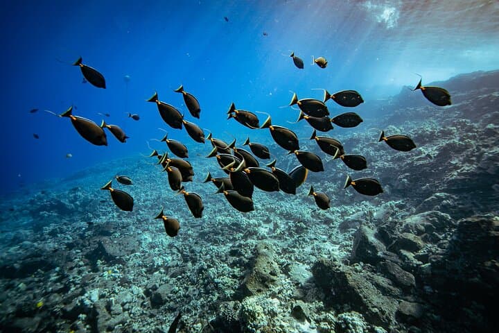 Molokini Crater Snorkel Adventure from Kihei — 2-Hour Snorkel to Maui’s Marine Crater photo 3
