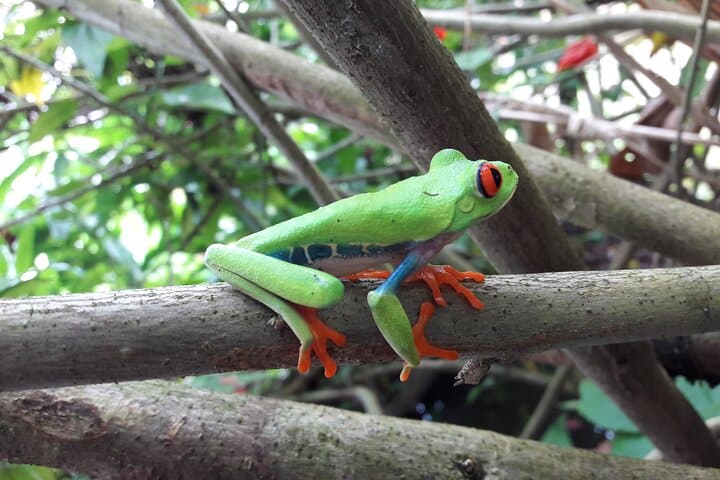 Mombacho Adventure: Hiking the Cloud Forest and Zipline Canopy near Granada photo 6