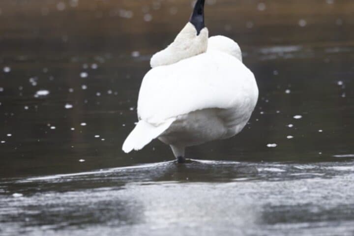 Exploring Yellowstone’s Winter Wildlife: A Private VIP Safari Experience photo 4