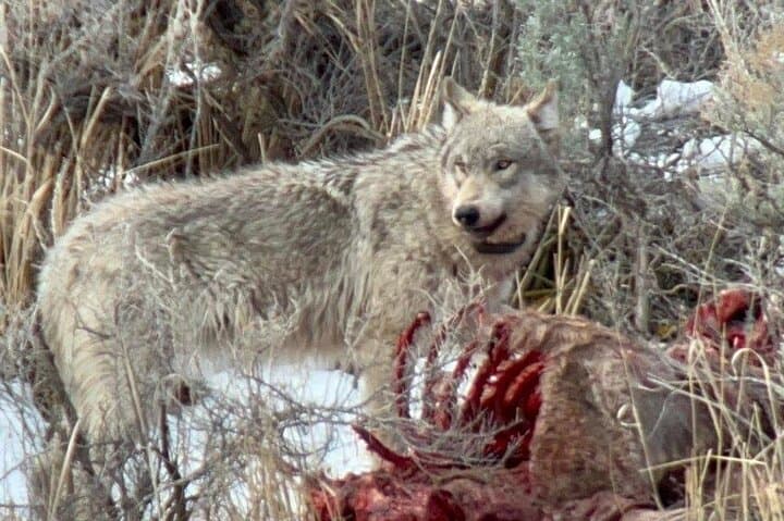 Exploring Yellowstone’s Winter Wildlife: A Private VIP Safari Experience