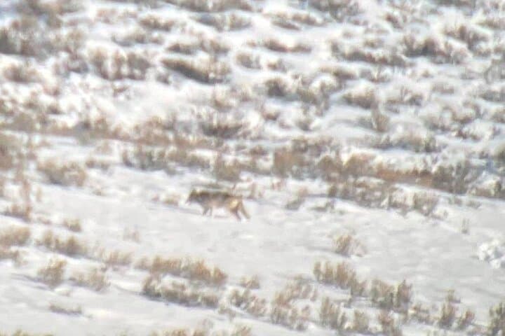 Exploring Yellowstone’s Winter Wildlife: A Private VIP Safari Experience photo 5