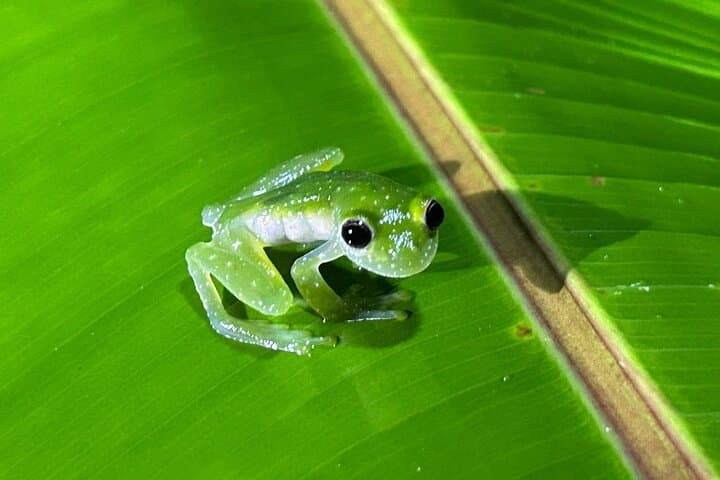 Night Walk at Eden Organic Farm — La Fortuna After-Dark Wildlife Experience photo 1