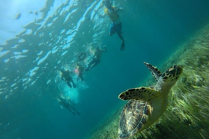 Cancun Snorkeling Adventure: Turtles, Reefs & Underwater Museum & Shipwrecks photo 5