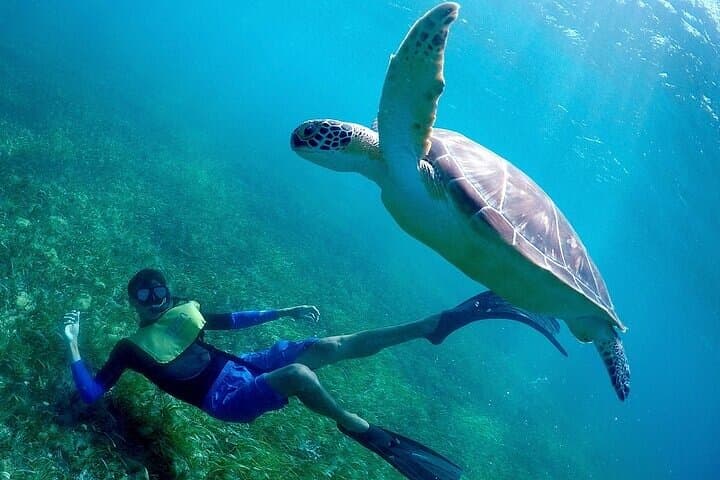 Cancun Snorkeling Adventure: Turtles, Reefs & Underwater Museum & Shipwrecks photo 3