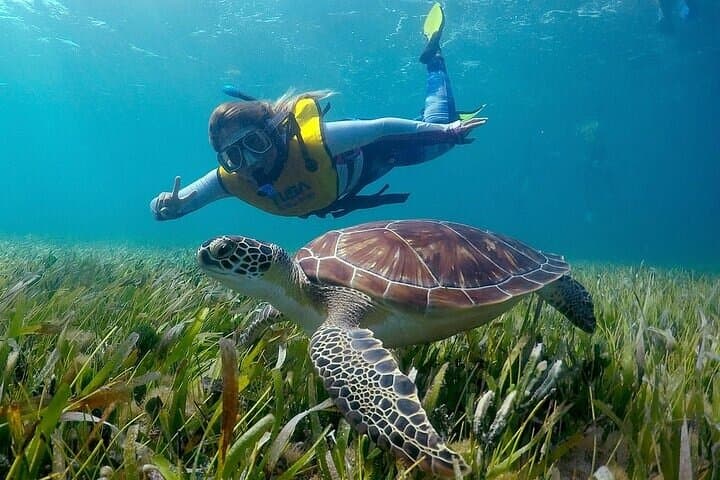 Cancun Snorkeling Adventure: Turtles, Reefs & Underwater Museum & Shipwrecks photo 4