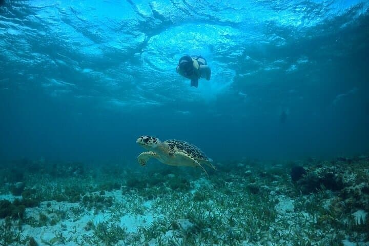 Cancun Snorkeling Adventure: Turtles, Reefs & Underwater Museum & Shipwrecks photo 6