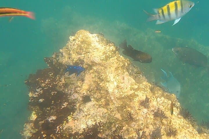 Snorkel Marietas Islands or Punta Mita Reefs — Private Snorkel Safari from Punta Mita photo 2