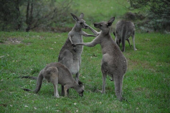 Sydney to Blue Mountains in One Day: Private Full-Day Combo Tour photo 4